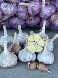 Часник "Любаш " 1 РЕПРОДУКЦІЯ  7700000015600 фото