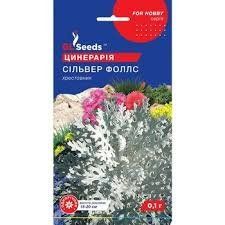 🌿 Цинерарія